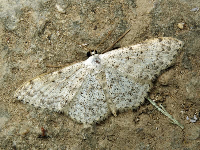 Scopula marginepunctata (Goeze, 1781)